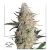 Critical Orange Punch® - nasiona feminizowane 3szt Dutch Passion