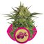 Haze Berry - 10 nasion feminizowanych Queen Royal Seeds