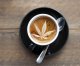 Why could coffee be the opposite of cannabis?