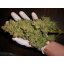 Cream Caramel Fast Version - feminizované semienka 10ks Sweet Seeds