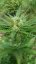 Sweet Cheese Auto - selbstblühende Samen 5 Stück Sweet Seeds