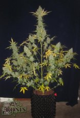 White Widow XXL Auto - fem. a autoflowering semienka 5ks Dinafem