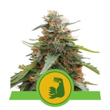 HulkBerry Automatic - nasiona automatycznie kwitnące 3 szt Royal Queen Seeds