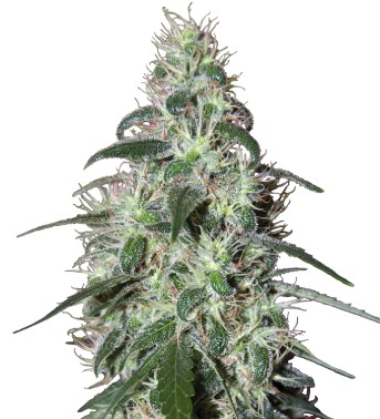 Pulsar  - feminizovaných semen 10 ks Buddha Seeds