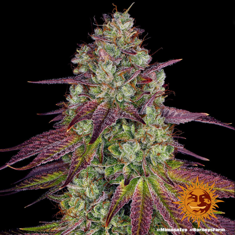 Mimosa EVO - feminized marijuana seeds 3 pcs Barney´s Farm