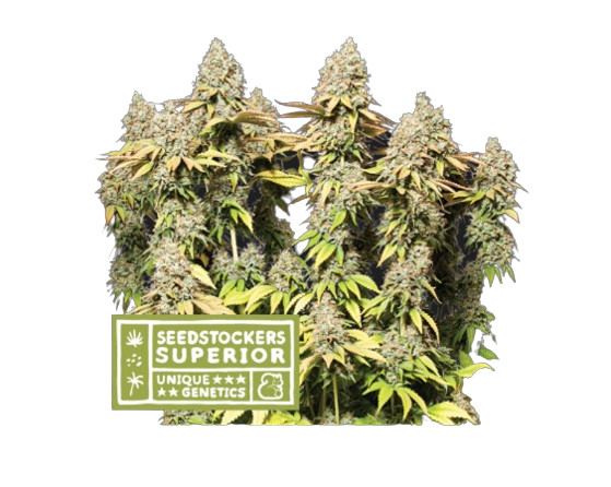 Rucu Cucu OG Auto - Autoflowering cannabis zaden 5 stuks, Seedstockers