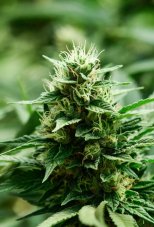 Super Strains Mexican Candy samičie semená