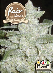 White Widow - Feminized Seeds 5 pcs Fair Seeds