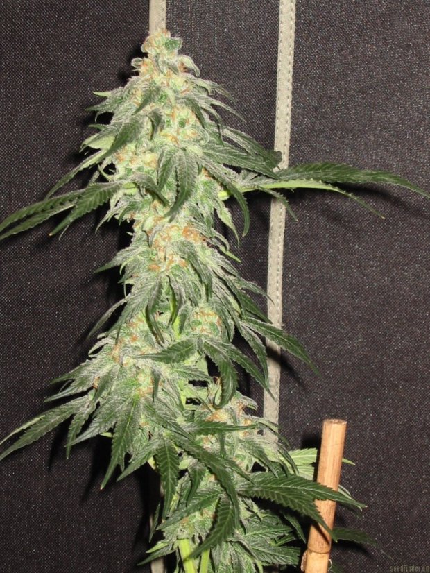 Black Domina - semínka 10 ks standardizovaná Sensi Seeds