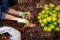 Mulch and Hemp: Does It Contribute to Better Growth?