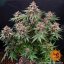 Runtz Auto - autoflowering marijuana seeds 5 pcs Barney´s Farm