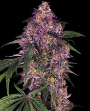 Sensi Purple Kush - Feminizované semienka konope 3 ks, Sensi Seeds