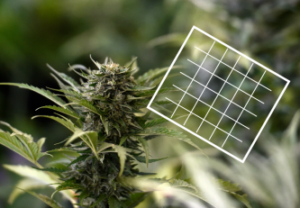 Wie kann man den Ertrag von Cannabispflanzen mit der ScrOG-Methode steigern?