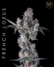 Maven Genetics French Lotus feminized seeds, 6 pcs