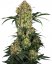 Aloha OG - feminized cannabis seeds 3 pcs, Sensi Seeds
