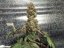 Bubba Kush - feminizovaná semienka 5ks Humboldt