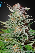 Super Lemon Haze Auto - samonakvétací semínka 5 ks Green House Seeds
