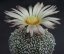 Cactus Super Kabuto (plant: Astrophytum superkabuto) 6 seeds of cactus