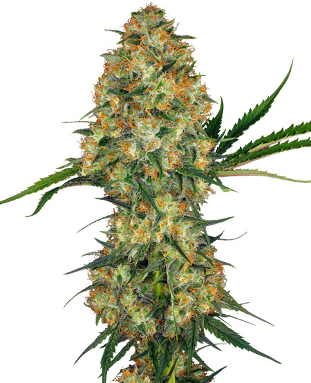 Hindu Kush - feminizovaná semínka 3 ks Sensi Seeds