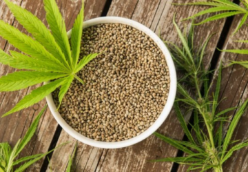 Cannabis sativa seeds - CBD content - high (nad 5%)