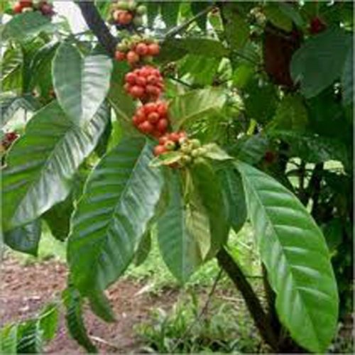 Kávovník arabský - Nana (rastlina: coffea arabica) - 5 ks semien