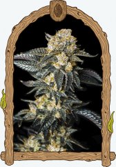 Zkittaberry Auto - automatycznie kwitnące nasiona marihuany, 3 sztuki Exotic Seed