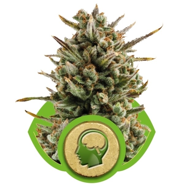 Amnesia Haze Automatic - samokvitnúce semienka 3 ks Royal Queen Seeds