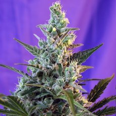 Sweet Skunk Auto – 3 ks autoflowering semien Sweet Seeds