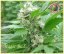 Magic Bud 3 ks, feminizované semená Paradise Seeds