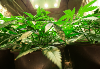 Cannabisanbau im Innenbereich: Wie geht das?