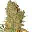 Special Kush n.1- 5 ks feminizované semienka Royal Queen Seeds