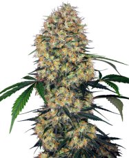 Sensi Amnesia XXL Automatic - samonakvétací semena konopí 10 ks, Sensi Seeds