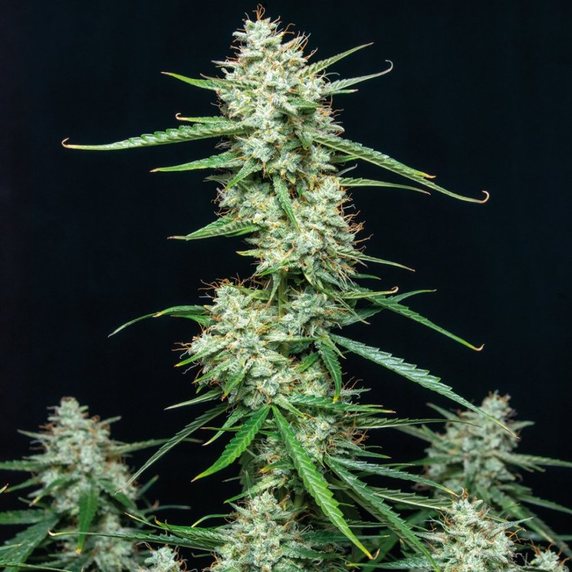 Sirup auto - feminizované semená, 3 ks, Buddha Seeds