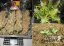 Royal Haze Automatic - autoflowering semienka 5ks Royal Queen Seeds