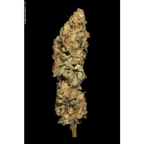Allkush - feminizované semená 10 ks Paradise Seeds