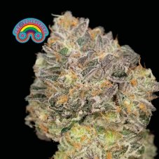 Peyote Zkittlez - feminized cannabis seeds 3 pcs, Seedsman