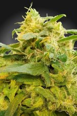 CBDivine - feminized seeds 10pcs Paradise Seeds