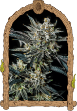 Jelly Bananen Auto - gefeminiseerde autoflowering zaden, 5 stuks, Exotic Seed