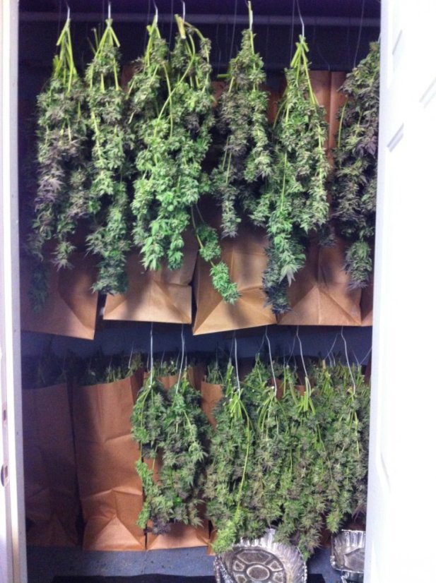 Sour Blueberry - nasiona feminizowane 3szt. Humboldt