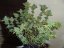 Black Jack Auto – 10 ks autoflowering semien Sweet Seeds