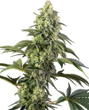 Cosmic Kiss - feminisierte Samen, 3 Stück, Sensi Seeds