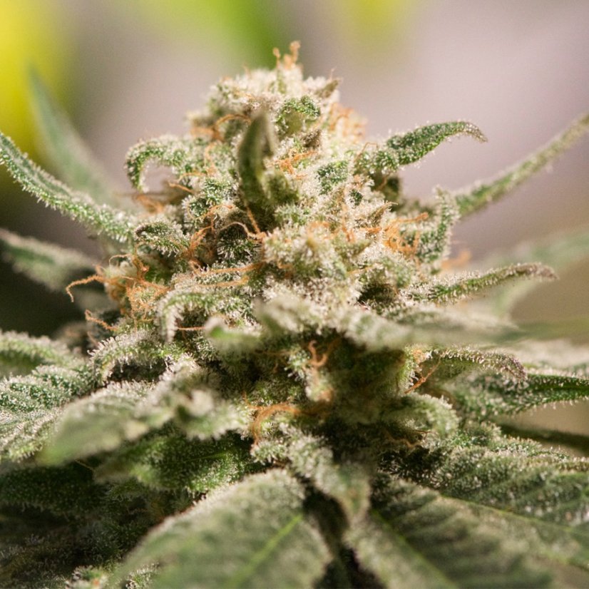 CBD Critical Cure - feminizovaná semínka 3 ks Barney´s Farm