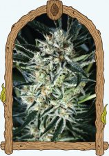 Jelly Bananen -feminisierte Marihuana Samen, 3Stck Exotic Seed