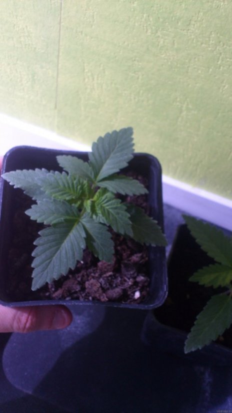White Widow - 3 feminized Dinaf seeds