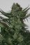 Green Poison - Feminized Seeds 3 pcs Sweet Seeds