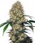 Sensi Amnesia XXL Automatic - autoflowering cannabis seeds 3 pcs, Sensi Seeds