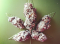 Cannabis varieties with caryophyllene content (Against pain and inflammation)