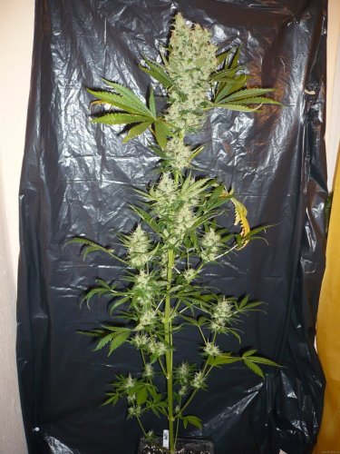 The Ultimate - feminized 3pcs Dutch Passion seeds