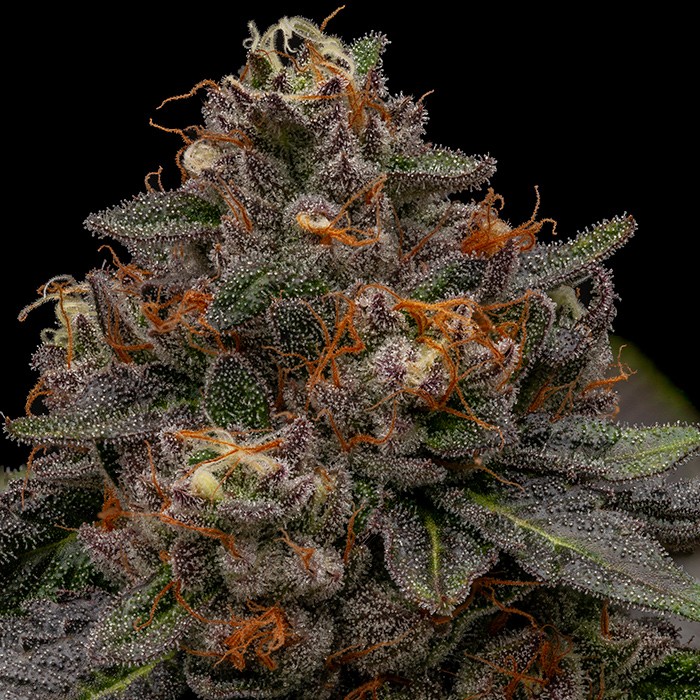 Korenji - feminizované semená, 3 ks, Ripper Seeds