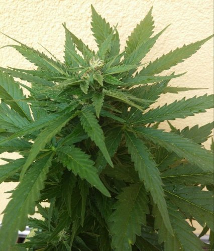 Royal Bluematic - feminized And autoflowering seeds 3 pcs Royal Queen seeds